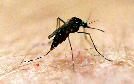 World’s first malaria immunisation to begin in 2018