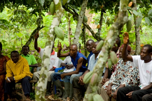 COCOBOD to cut down over 100 million cocoa trees