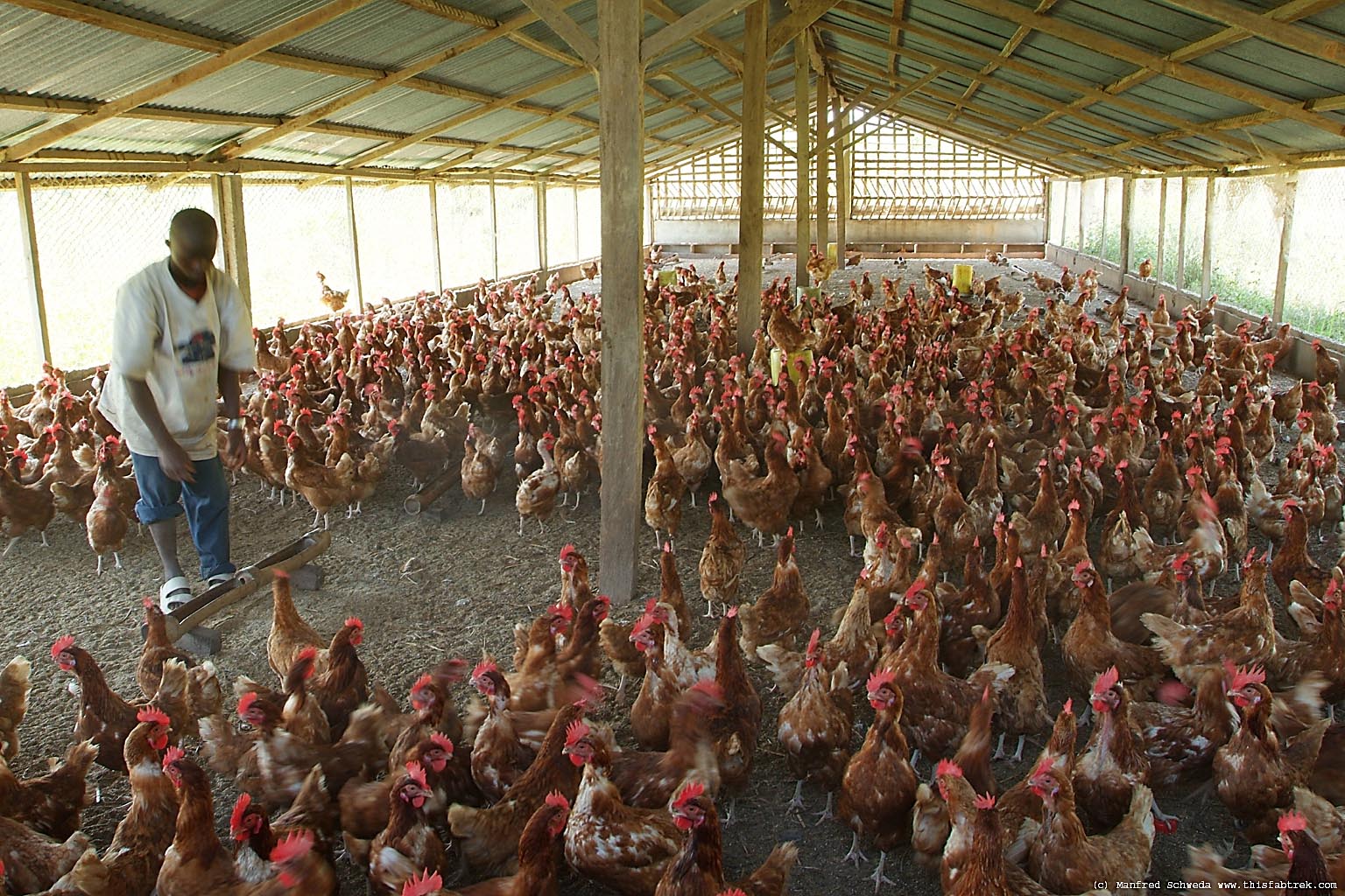 Poultry farmers livid over delay in GH¢6m loan refund