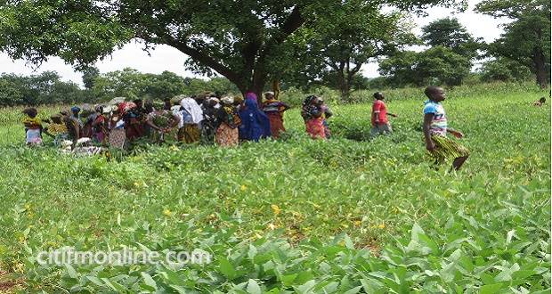 Tackle ‘fulani herdsmen’ crisis – Farmers urge Akufo-Addo