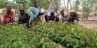 Gov’t to turnaround agric sector with 125 million dollars