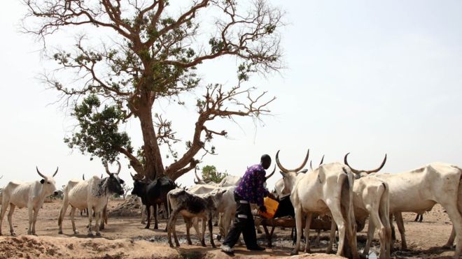 Kwahu East: Schools closed following herdsmen encroachment