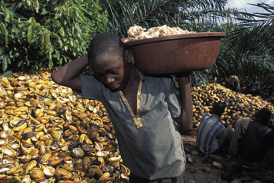 Cocoa Farmers Unhappy With Meagre Hike In Producer Price Ghana News 