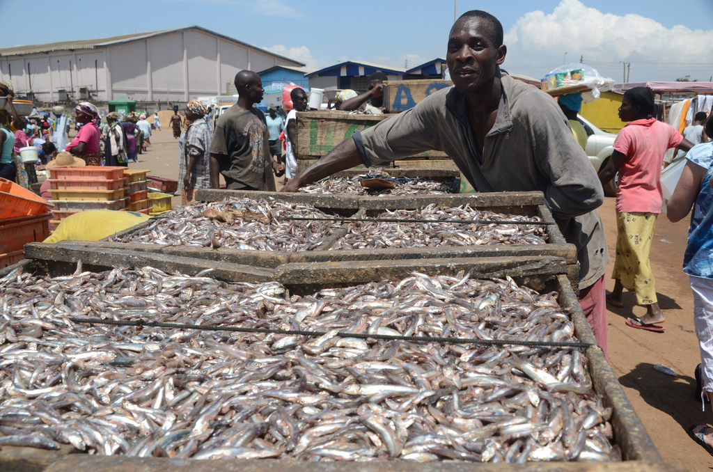 Ghana’s fish stock at risk – Research