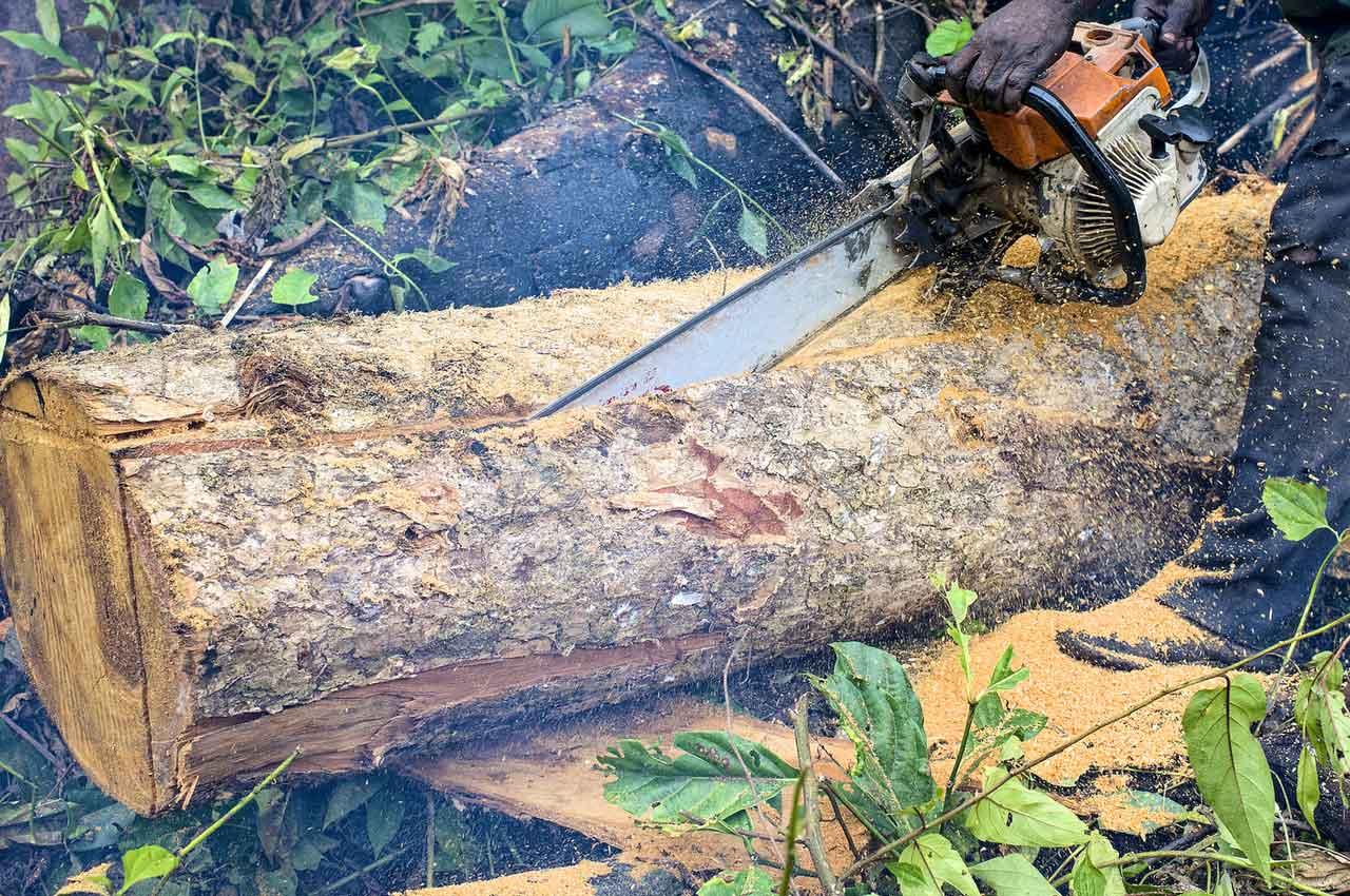 B/A: Illegal chainsaw operators invade forest reserves