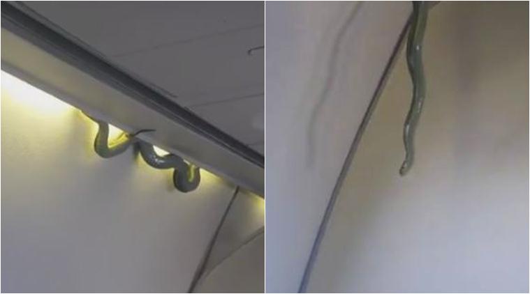 Real-life snake found on flight in Mexico