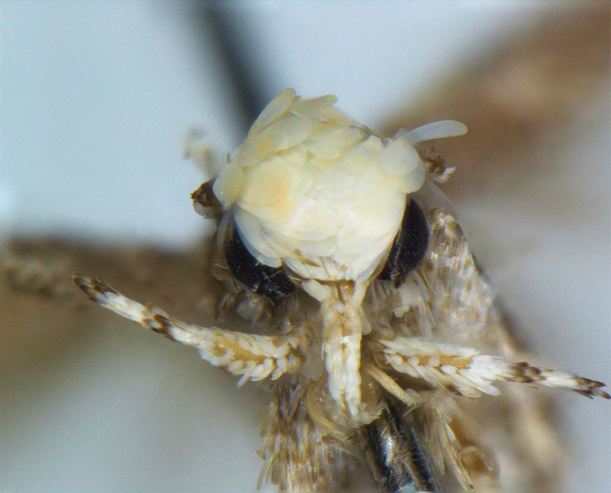 Moth with ‘golden flake hairstyle’ named after Donald Trump