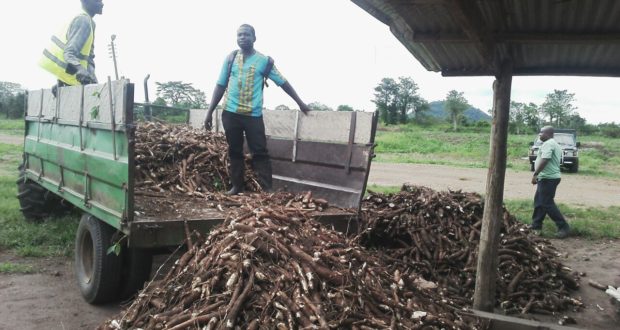 NBSSI proposes cassava factory for Ho