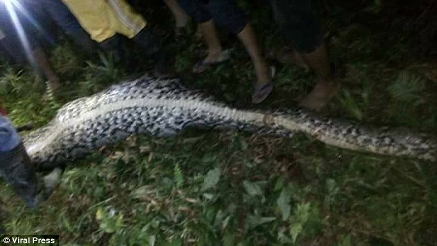Indonesia: Village finds missing man swallowed whole in python