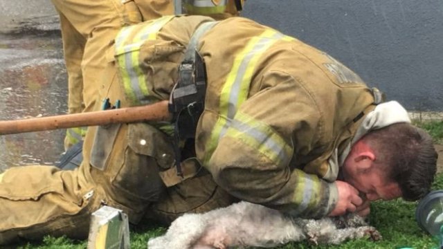 US firefighter saves lifeless dog with mouth-to-mouth