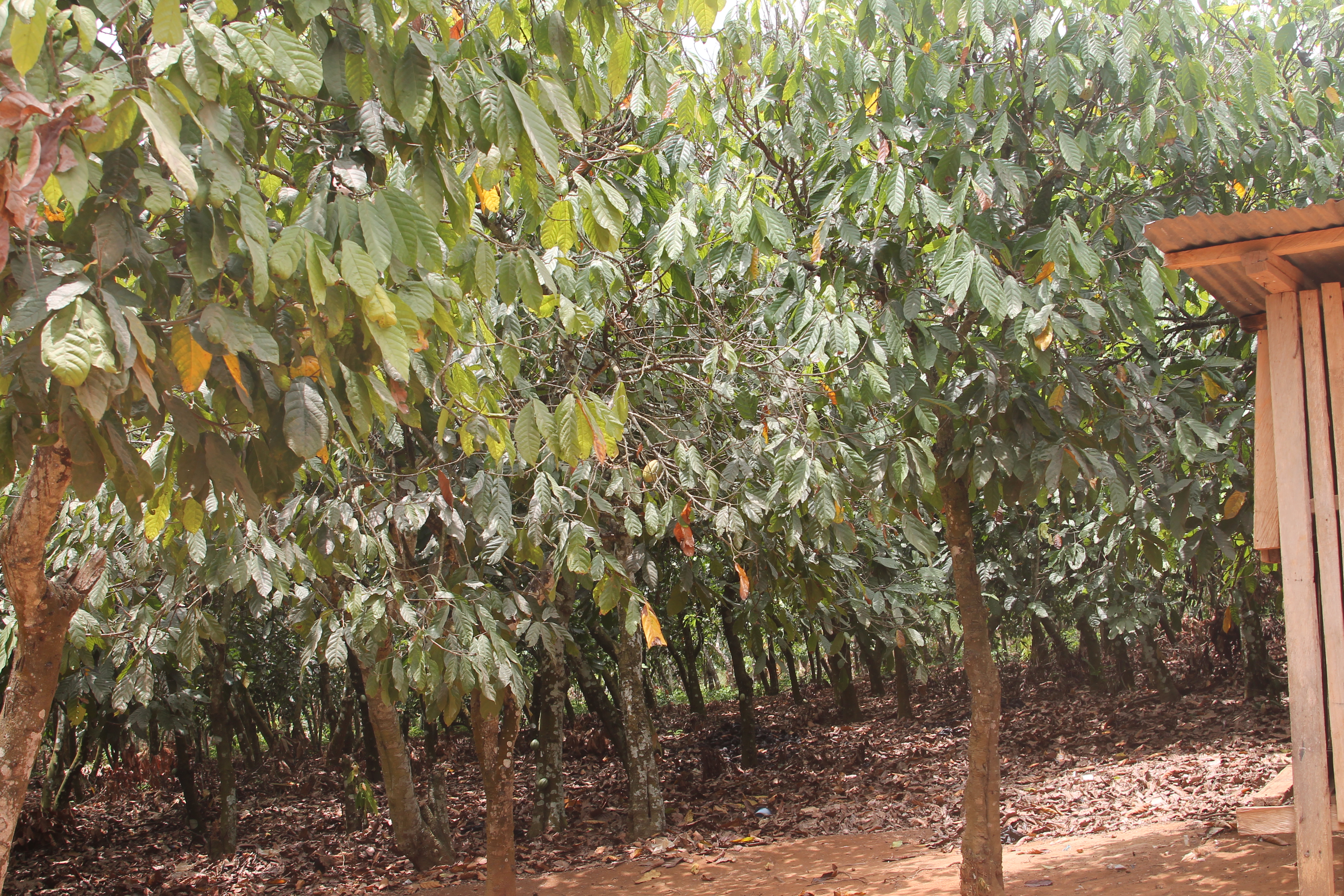 40% of cocoa trees to be cut, no bonuses for farmers