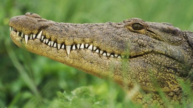Zimbabwe DNA tests ‘prove hunter was killed by a crocodile’