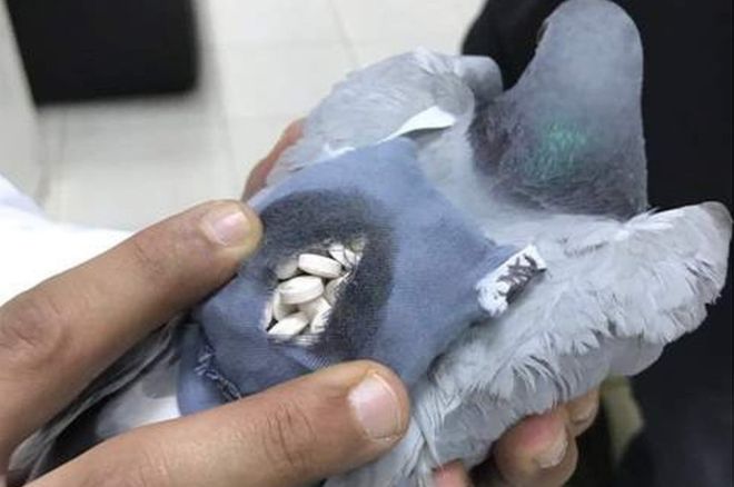 Pigeon ‘caught with backpack of drugs’