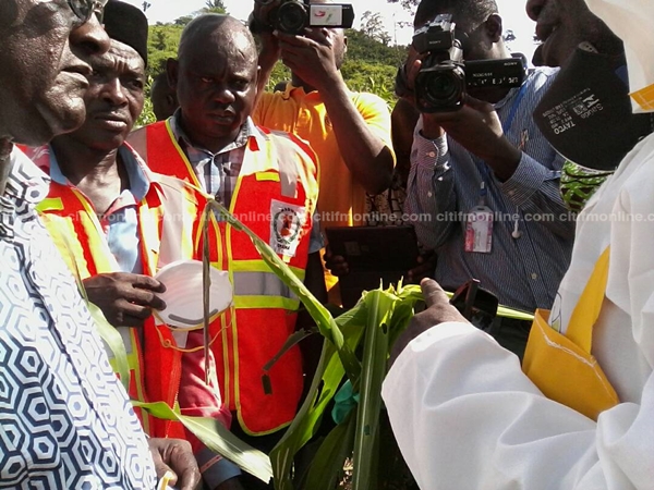 Armyworm infestation won’t derail ‘Planting for Food and Jobs’ – Gov’t