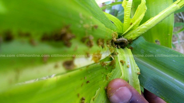 We’re not free of armyworms yet – Nanumba farmers