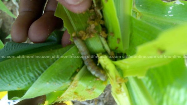 Agric Ministry dispatches chemicals to combat Army worm in U/W
