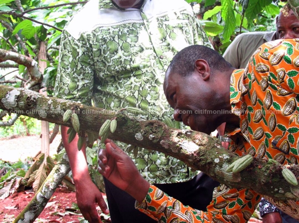 cocobod-launches-artificial-pollination-programme-3