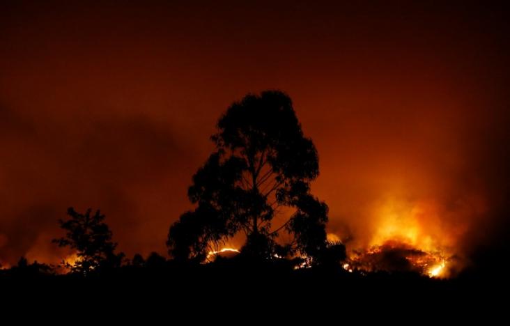 Portugal forest fires kill 43 near Coimbra