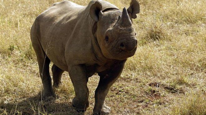 Rhino kills Hungarian conservationist in Rwanda