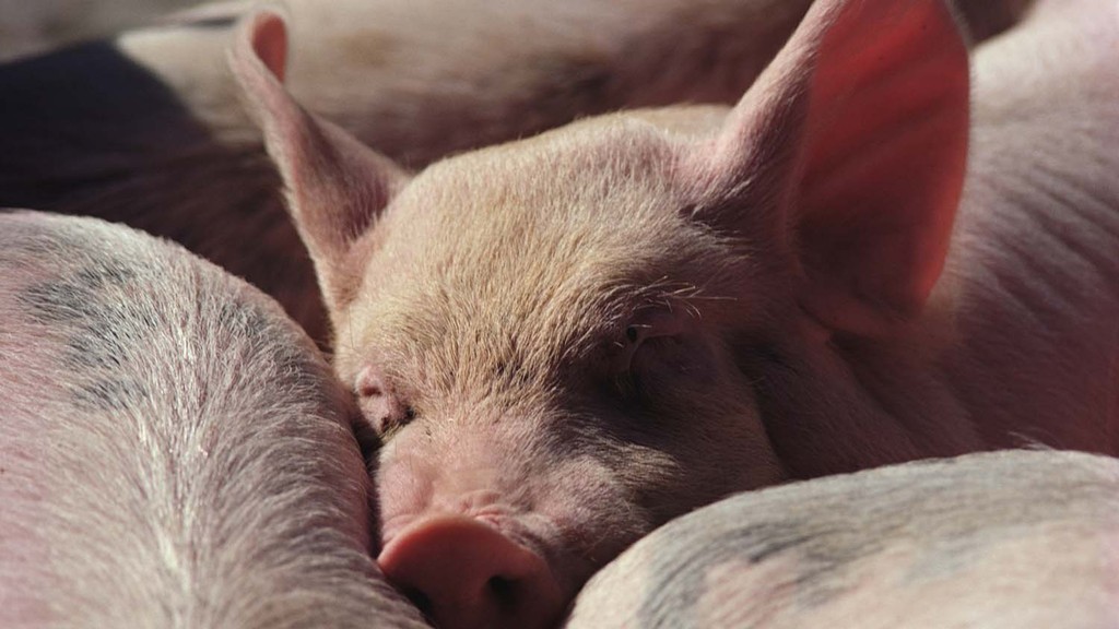 Transport of pigs to be banned after swine fever outbreak