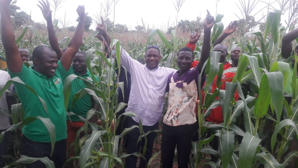 Farms recovering from army worm invasion – Agric ministry