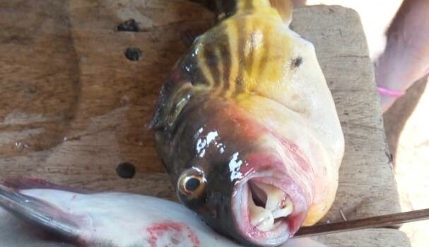 Four die in Alavanyo after eating ‘strange’ fish