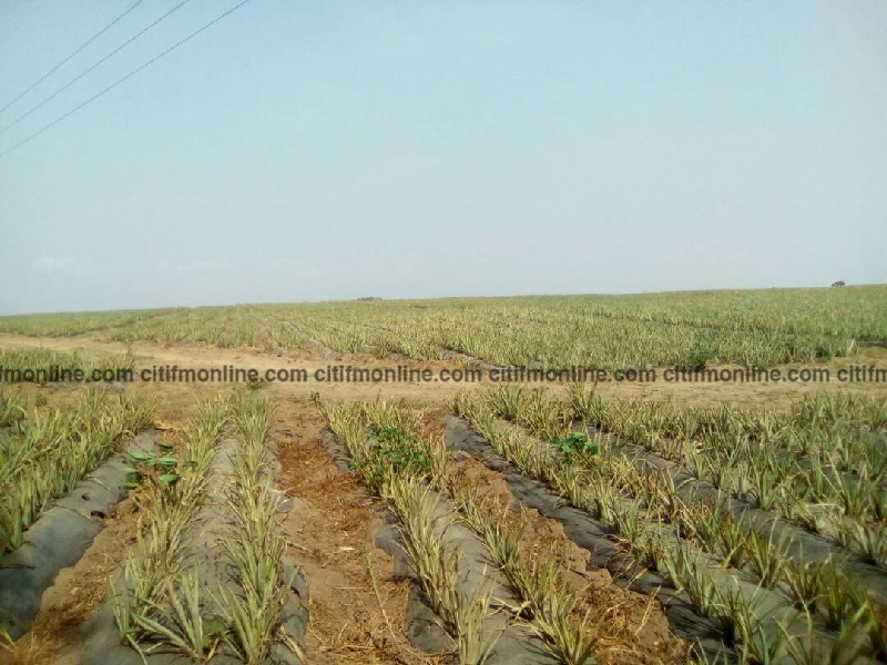 Pineapple producing firm Golden Exotics, struggles with land guards [Audio]