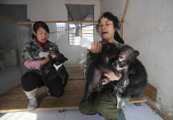 China to outlaw eating of protected animal species