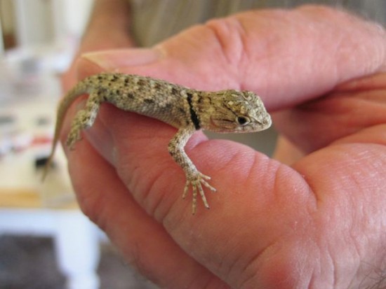India: Woman ‘gives birth’ to lizard