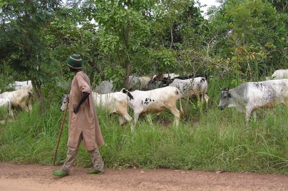 Fulani