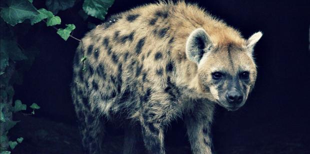 Female hyenas give birth through penises - Citi 97.3 FM - Relevant