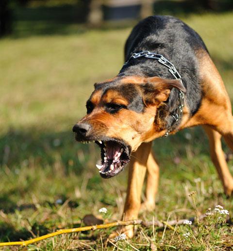 Mass vaccination call to ‘make rabies history’