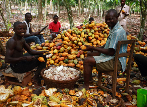 Ghana cocoa