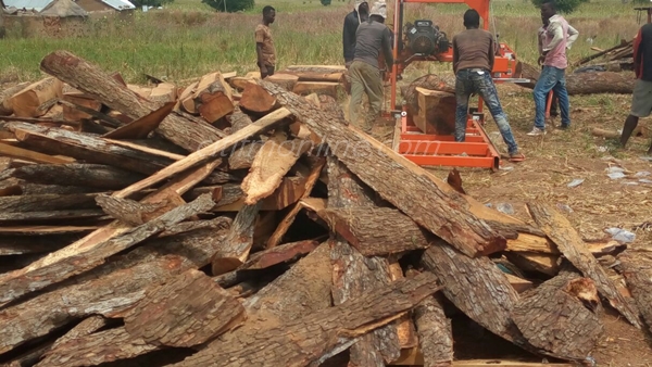 File photo: Rosewood logging in Bawku