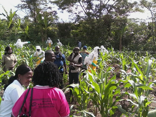 armyworm-infestation-spraying-agric-ministry-5