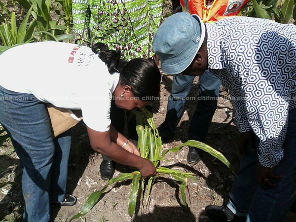 armyworm-infestation-spraying-agric-ministry-6