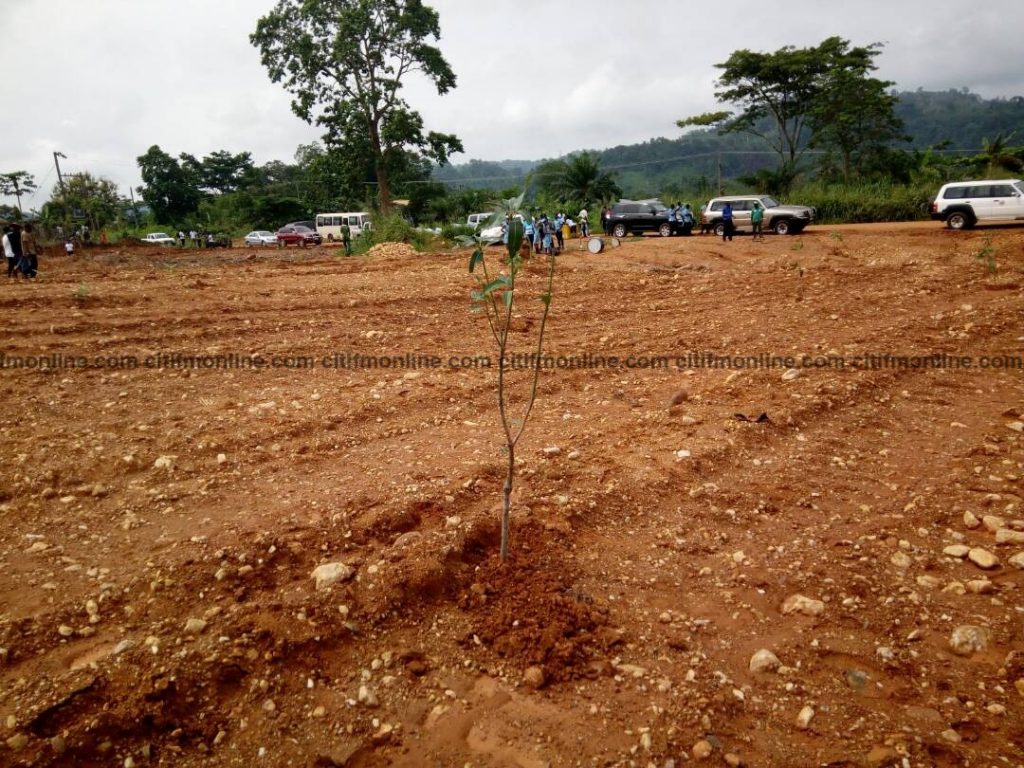 epa-tree-planting-1