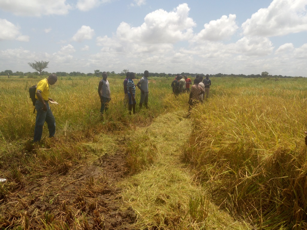 tono-rice-farmers-1