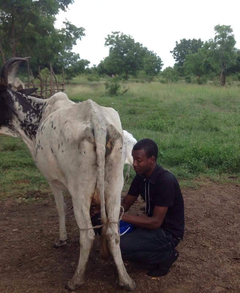 Young Umaru Sanda, then a herdsman, extracts milk from a cow.